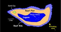 Cartoon showing the geomorphology of reefs of the mid to outer Queensland shelf.